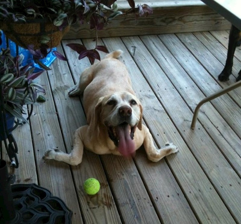 Pas koji se ponaša kao tuljan