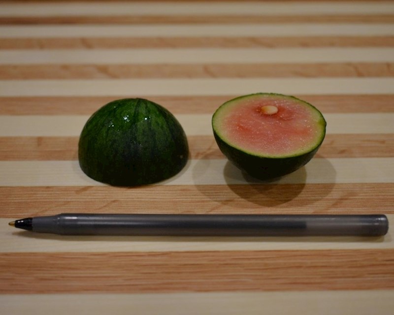 "Ovo je lubenica koja je 'rasla' u našem vrtu."