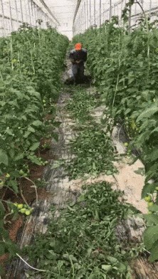 Radnici su morali očistiti ogromni plastenik, smislili su trik kojim su sebi ubrzali posao