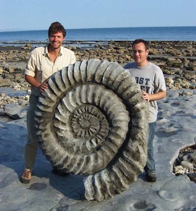 Fosil amonita je također veći nego što ste mislili, zar ne?