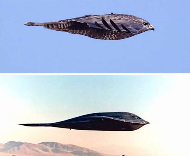 B2 Stealth Bomber i sokol u letu