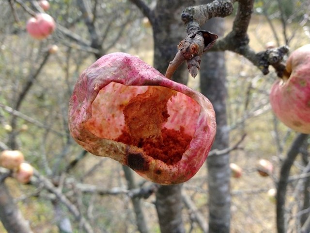 Ovu jabuku su pojele ose.