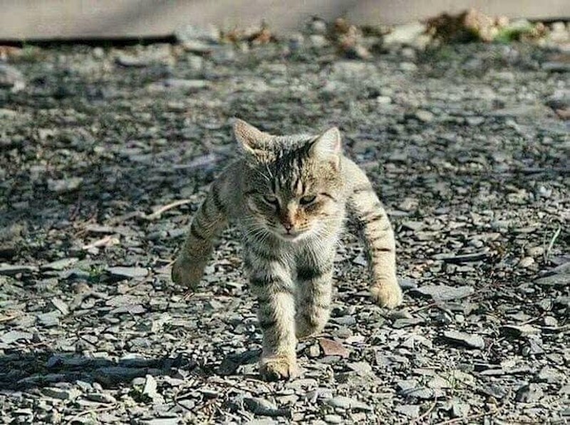 Ova mačka izgleda kao da hoda kao čovjek.