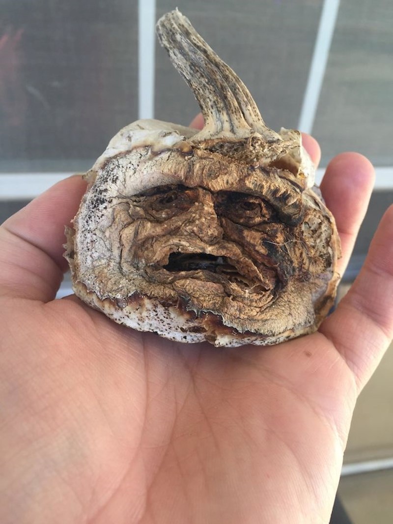 Ovo je bundeva koja je prije 3 godine bila ukrašena za Halloween. Nisu je bacili.