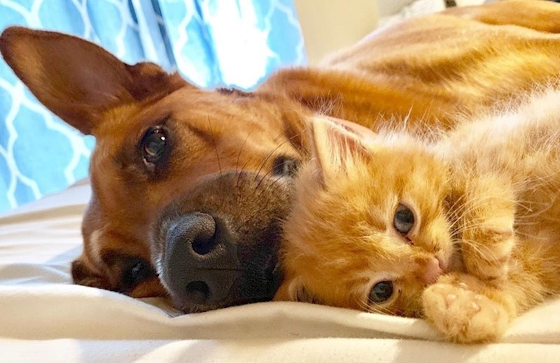 "Prije nekoliko dana smo udomili uličnog mačića. Naša Kona voli glumiti zamjensku mamu."