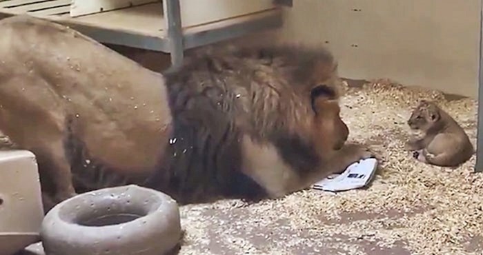 VIDEO Zoološki vrt je podijelio slatku snimku tate lava koji je prvi put vidio svoju bebu
