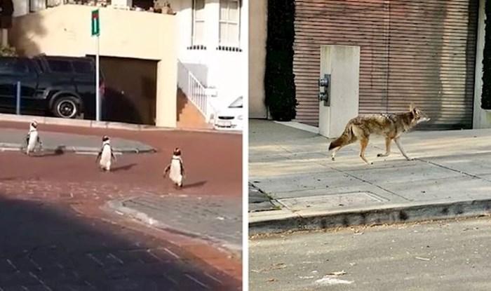 Dok su ljudi bili u karanteni, ove životinje su uživale odmarajući i trčkarajući po gradu