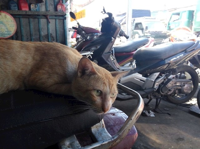 U Vijetnamu ne vole mačke?!
