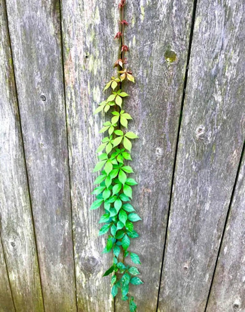 Savršeni prijelaz boja!