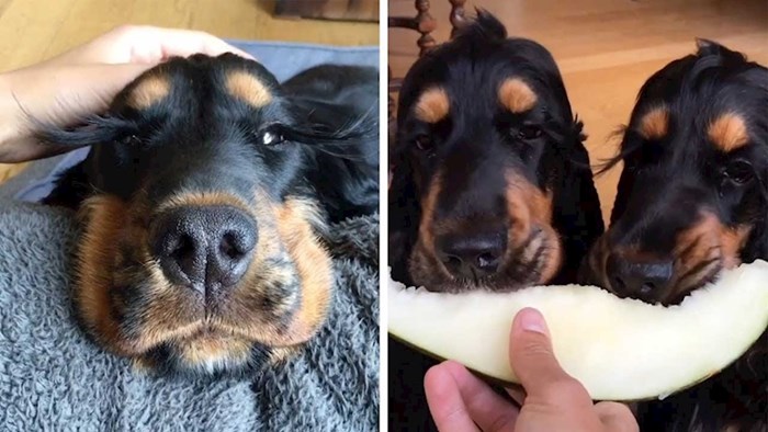 VIDEO Ovi psi će vas zadiviti jednim detaljom na njihovom licu, žene bi mogle biti ljubomorne