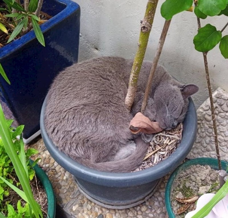 "Moja mačka voli spavati omotana oko biljke..."