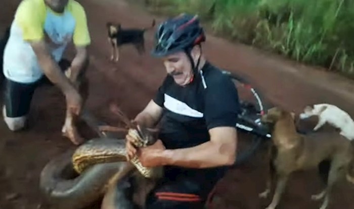 VIDEO Prolaznici su ugledali strašan prizor, morali su reagirati kad je anakonda počela gušiti psa