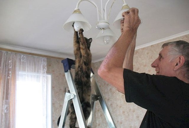 Koliko je mačaka potrebno da promijenite žarulju?