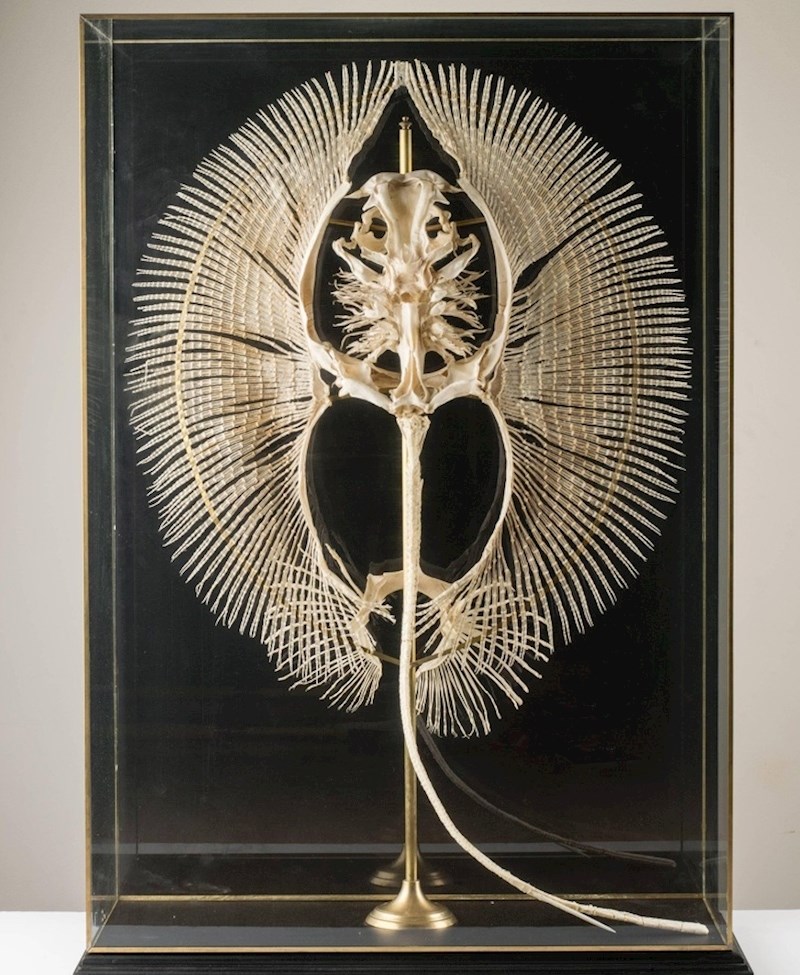 Prije nego što pomislite da ova slika fejk, provjerite na internetu kako izgleda kostur raže. ;)