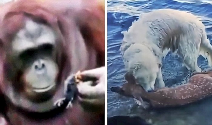 Video koji će vam uljepšati dan: Što se dogodi kada životinja ugleda drugu životinju u nevolji