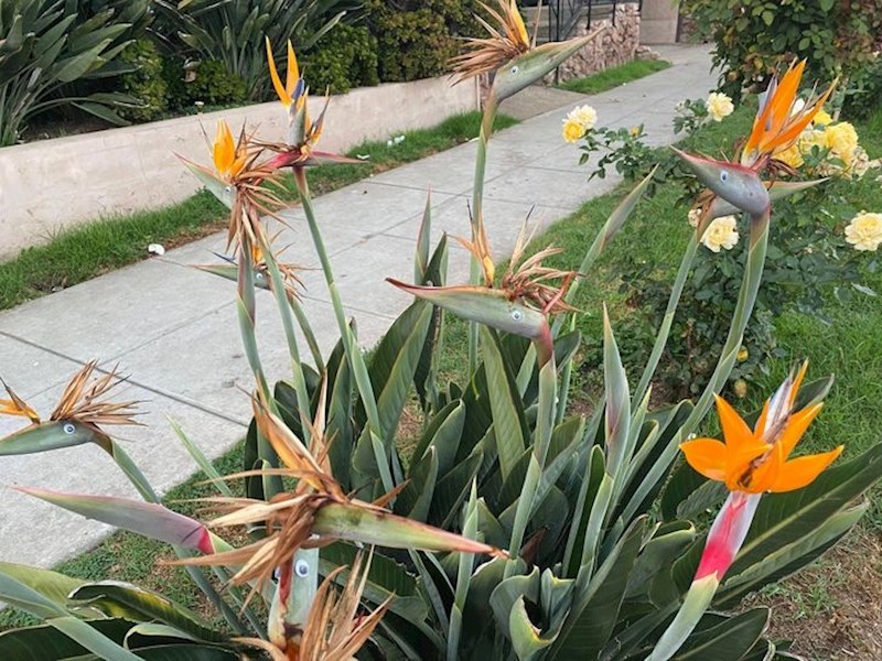 "Primijetila sam da je netko zalijepio oči na cvijeće u našem dvorištu. Cvijeće je izgledalo kao čudne ptice..."