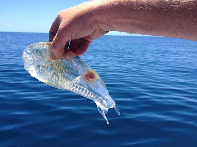 Ova morska životinja ima prozirno tijelo.