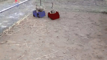 URNEBESNA MONTAŽA Mali nojevi puno su smješniji kada ispod njih nacrtate autiće