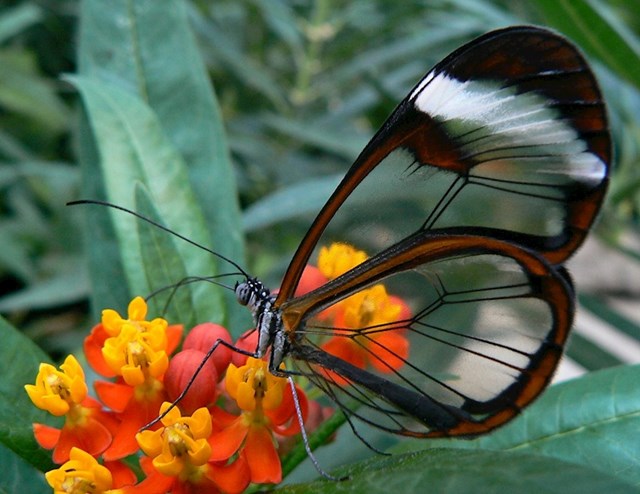 Leptir prozirnih krila
