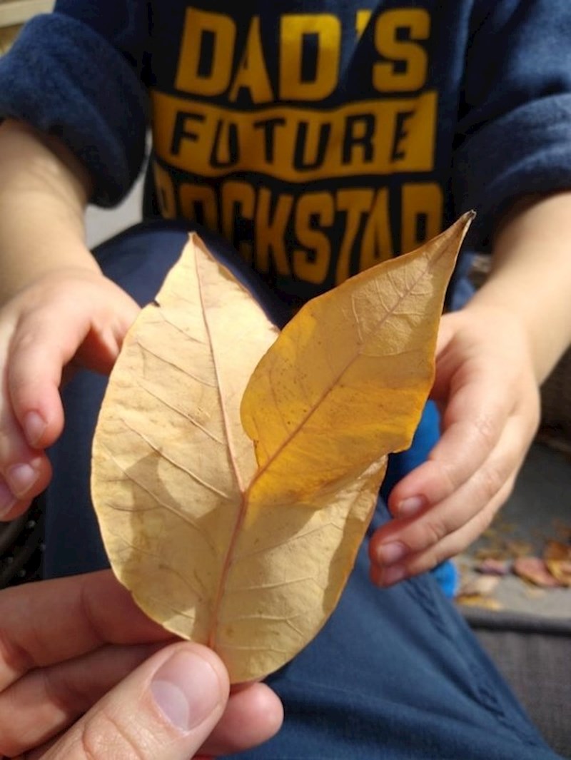 "U dvorištu smo našli list iz kojeg je rastao drugi list."