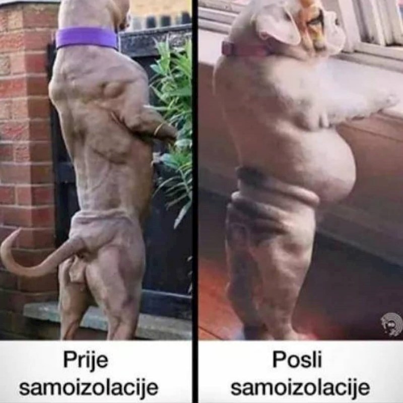 "Proklena korona..."