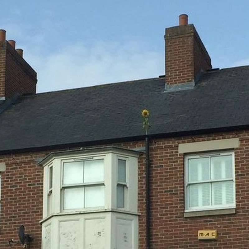 Pogledajte gdje je narastao suncokret.