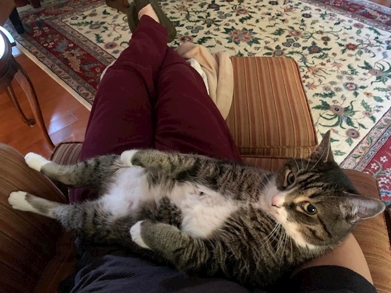 "Naša mačka je prije bila bojažljiva, a onda se počela malo po malo opuštati. Sada svaki dan ovako leži na meni."