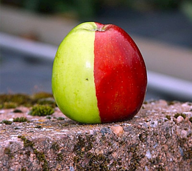 Čini se da jabuka može biti i crvena i zelena... istovremeno!