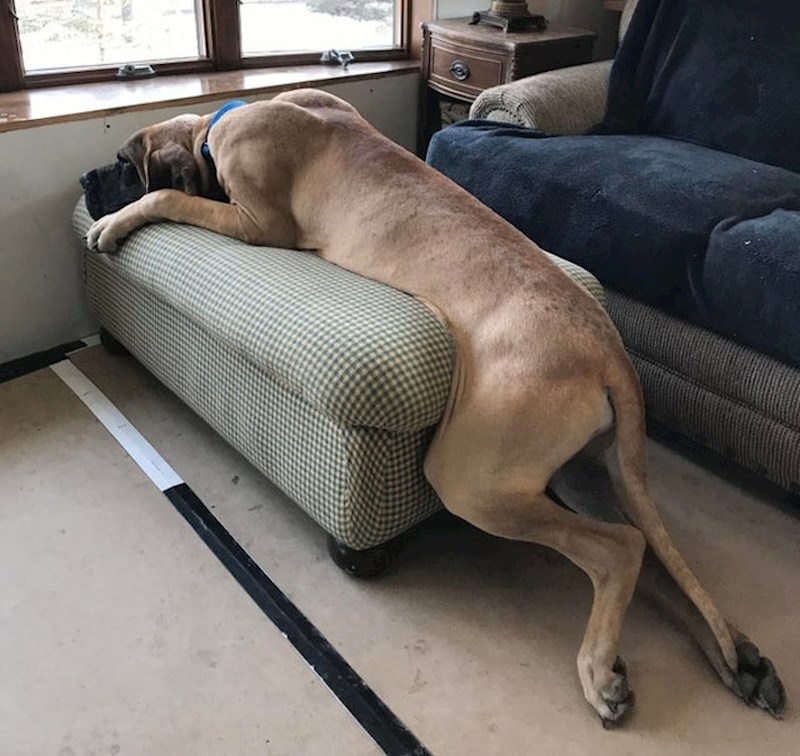 "Pas mojih roditelja se ne želi pomiriti s činjenicom da je postao prevelik za ovo mjesto."