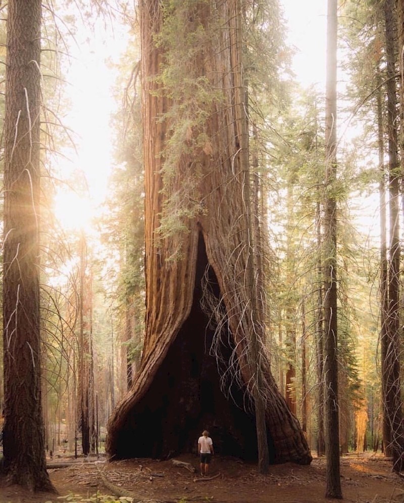 Ogromno drvo s otvorom na dnu