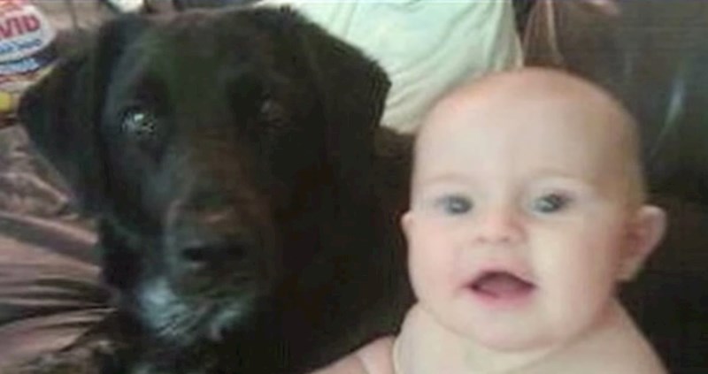 Pas se počeo čudno ponašati kraj bebe, roditelji su otkrili strašan razlog