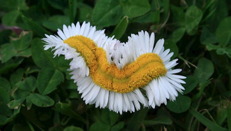 Jeste li ikad vidjeli ovakvu tratinčicu?