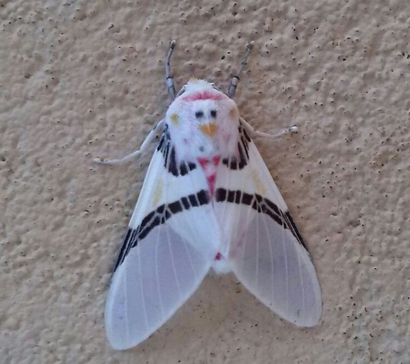 Samo još jednom recite da su moljci dosadna stvorenje! Pogledajte ovog umjetnika.