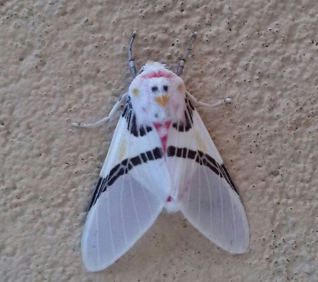Samo još jednom recite da su moljci dosadna stvorenje! Pogledajte ovog umjetnika.