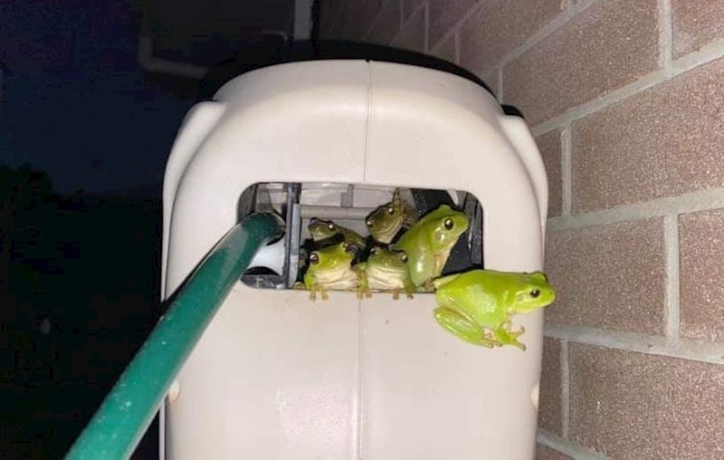 "Slučajno sam ih našao dok sam izvlačio crijevo."