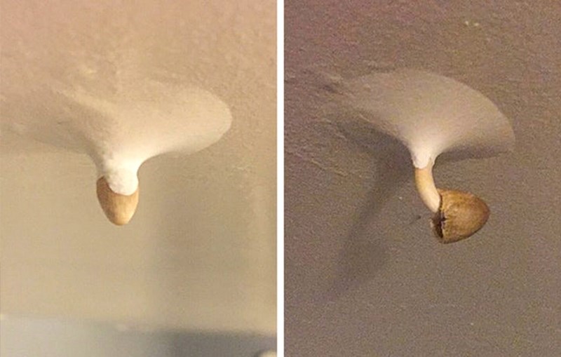 "Susjed me zvao da mi nešto pokaže. Gljiva mu je počela rasti iz plafona."