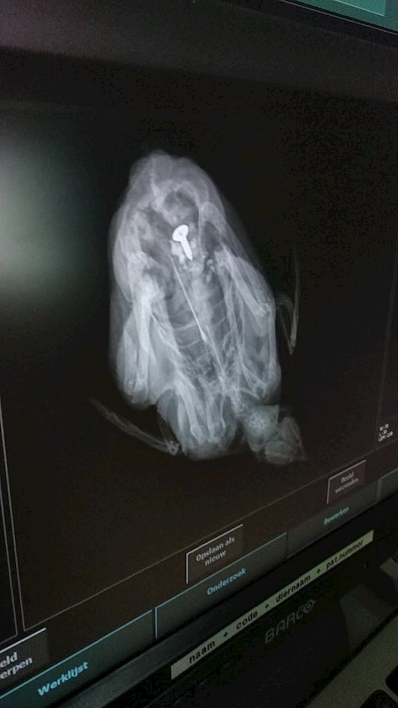 Prepelica koja je progutala vijak