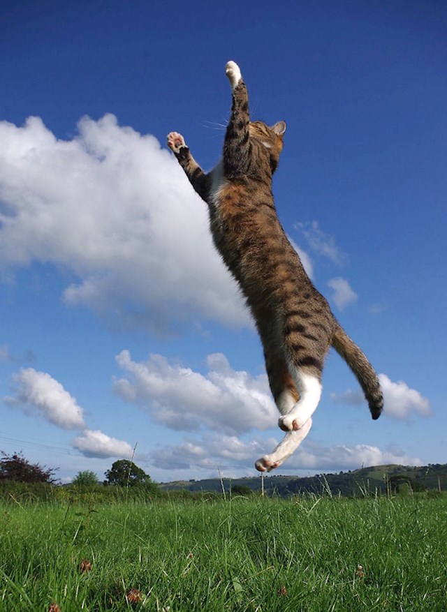 Leteća maca