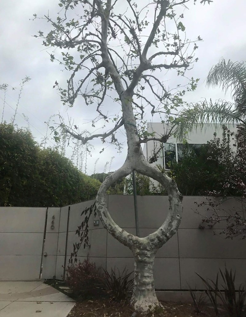 Ovo drvo je raslo na jako čudan način.