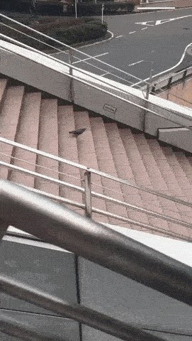 Netko je snimio najčudnijeg goluba ikad, pogledajte što je radio na stepenicama