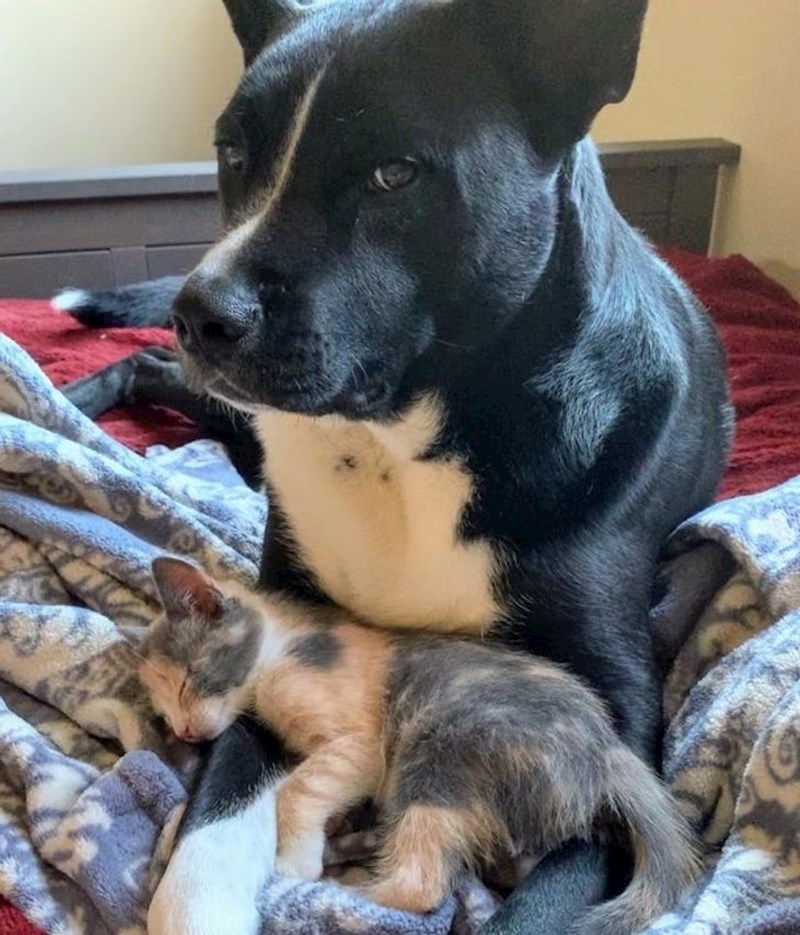 "Glumi kao da ga nije briga, no zapravo je najbolji zamjenski tata ikad. Nije se htio pomicati dok je mačić spavao."