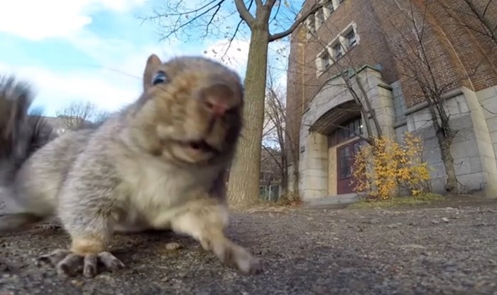 VIDEO Postavio je malu kameru kako bi snimio vjevericu, a onda dogodilo nešto neočekivano