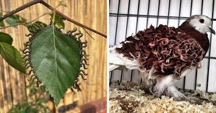 15 zanimljivih iznenađenja koja nam je priredila majka priroda