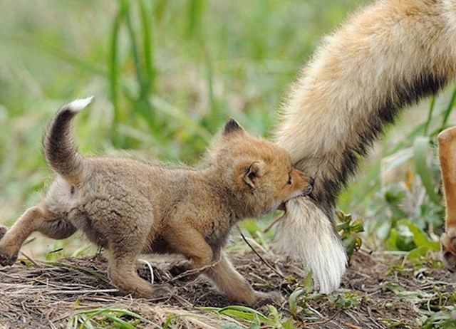 Još jedna nestašna mala lisica
