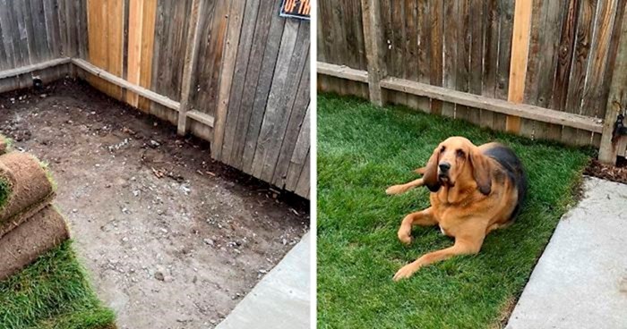 Spašeni pas nikad nije imao svoje dvorište pa mu je nova vlasnica napravila malu zelenu oazu