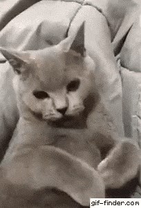 MAČKA MATERIJALIST Vlasnici nije dala da je mazi sve dok nije učinila nešto prije toga