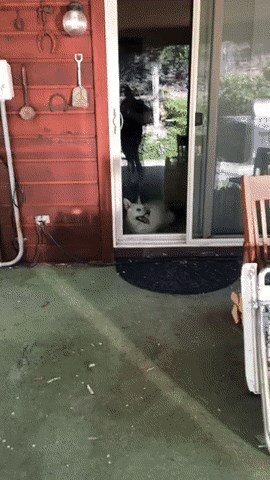 Vraćali su se kući, na ulaznim vratima dočekao ih je smiješan prizor koji su morali snimiti