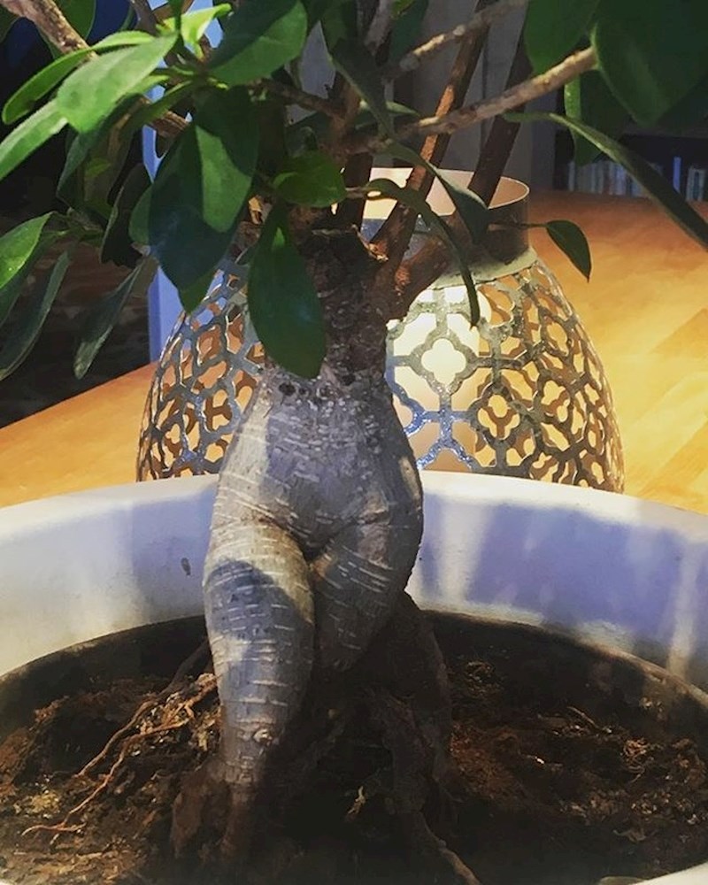 Ova biljka ima prave ženske obline!