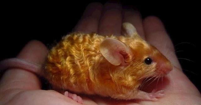 Ovaj miš izgleda kao mala poluga zlata... s frizurom.