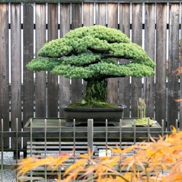1625 godina staro Bonsai drvo